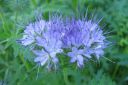 Hunajakukka2C_Phacelia_tanacetifolia_IMG_6049.jpg