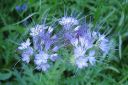 Hunajakukka2C_Phacelia_tanacetifolia_IMG_6050.jpg