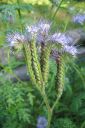 Hunajakukka2C_Phacelia_tanacetifolia_IMG_7899.jpg