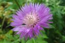 Huopakaunokki2C_Centaurea_dealbata_IMG_0248.jpg