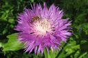 Huopakaunokki2C_Centaurea_dealbata_IMG_4002.jpg