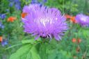 Huopakaunokki2C_Centaurea_dealbata_IMG_4114.jpg