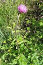 Huopaohdake2C_Cirsium_helenioides_IMG_2880.jpg