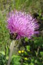 Huopaohdake2C_Cirsium_helenioides_IMG_2881.jpg