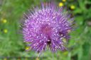 Huopaohdake2C_Cirsium_helenioides_IMG_2883.jpg