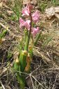 Hyasintti2C_Hyacinthus_orientalis_IMG_0276.jpg