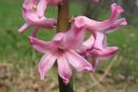 Hyasintti2C_Hyacinthus_orientalis_IMG_0279.jpg