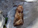 Hydraecia_micacea_varsiyokkonen_IMG_2730.JPG