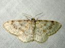 Hydrelia_sylvata_savuleppamittari_IMG_1858.JPG