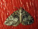 Hydriomena_furcata_varpukudosmittari_IMG_0914.JPG