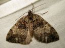 Hydriomena_furcata_varpukudosmittari_IMG_1232.JPG