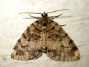 Hydriomena_furcata_varpukudosmittari_IMG_1354.JPG