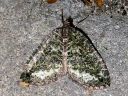 Hydriomena_furcata_varpukudosmittari_IMG_1837.JPG