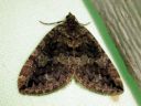 Hydriomena_furcata_varpukudosmittari_IMG_2488.JPG