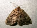 Hydriomena_furcata_varpukudosmittari_IMG_2673.JPG