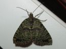 Hydriomena_furcata_varpukudosmittari_IMG_3775.jpg