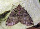 Hydriomena_furcata_varpukudosmittari_IMG_4079.JPG