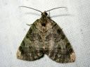 Hydriomena_furcata_varpukudosmittari_IMG_4655.JPG