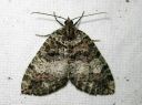 Hydriomena_furcata_varpukudosmittari_IMG_4890.JPG