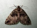 Hydriomena_furcata_varpukudosmittari_IMG_5347.JPG