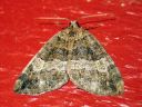 Hydriomena_furcata_varpukudosmittari_IMG_5516.JPG