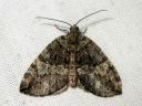 Hydriomena_furcata_varpukudosmittari_IMG_5552.JPG