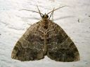 Hydriomena_furcata_varpukudosmittari_IMG_5680.JPG