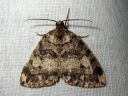 Hydriomena_furcata_varpukudosmittari_IMG_6432.JPG