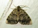 Hydriomena_furcata_varpukudosmittari_IMG_6531.JPG