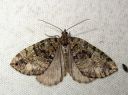 Hydriomena_furcata_varpukudosmittari_IMG_7734.JPG