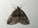 Hydriomena_furcata_varpukudosmittari_IMG_7822.JPG