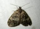 Hydriomena_furcata_varpukudosmittari_IMG_7964.JPG