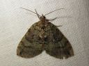 Hydriomena_furcata_varpukudosmittari_IMG_8329.JPG