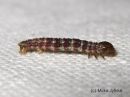 Hydriomena_impluviata_larva_leppakudosmittari_toukka_24_8_2015_3.JPG