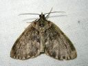 Hydriomena_impluviata_leppakudosmittari_IMG_7119.JPG