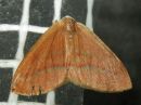 Hylaea_fasciaria_havumittari_IMG_0211.jpg