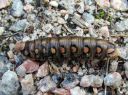 Hyles_gallii_larva_matarakiitaja_toukka_IMG_5953.JPG