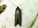 Hypatopa_binotella_pistemantukoi_IMG_5680.JPG