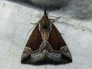 Hypena_crassalis_lahdeyokkonen_IMG_2342.jpg