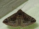 Hypena_crassalis_lahdeyokkonen_IMG_6497.jpg