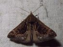 Tiedostonimi=Hypena_crassalis_lahdeyokkonen_IMG_6501.jpg
Tiedostokoko=92kt
Koko=600x450
Lisätty=15.03.2019 Hypena_crassalis_lahdeyokkonen_IMG_6501.jpg