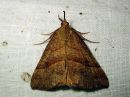 Tiedostonimi=Hypena_proboscidalis_isonokkayokkonen_IMG_0148.jpg
Tiedostokoko=90kt
Koko=600x450
Lisätty=20.02.2017 Hypena_proboscidalis_isonokkayokkonen_IMG_0148.jpg