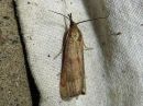 Tiedostonimi=Hypochalcia_ahenella_makikoisa_IMG_1619.jpg
Tiedostokoko=112kt
Koko=600x450
Lisätty=17.04.2018 Hypochalcia_ahenella_makikoisa_IMG_1619.jpg