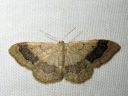 Idaea_aversata_mutkakulmumittari_IMG_0762.JPG