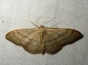 Idaea_aversata_mutkakulmumittari_IMG_0821.JPG