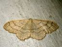 Idaea_aversata_mutkakulmumittari_IMG_1384.JPG