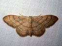 Idaea_aversata_mutkakulmumittari_IMG_1398.JPG