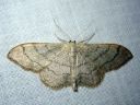 Idaea_aversata_mutkakulmumittari_IMG_1484.JPG