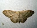 Idaea_aversata_mutkakulmumittari_IMG_1854.JPG