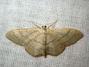 Idaea_aversata_mutkakulmumittari_IMG_2311.JPG